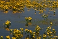 090_Biebrza - kwiecien 2011